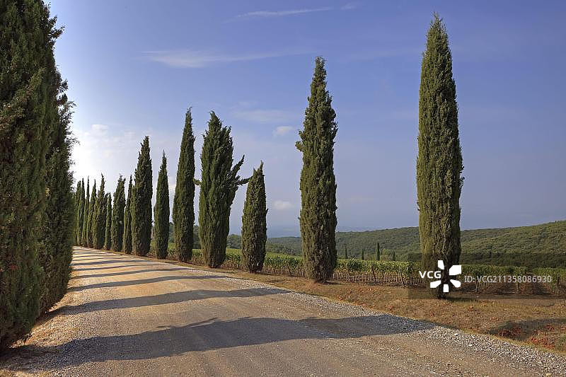 瓦尔道尔恰柏树大道，托斯卡纳，意大利图片素材