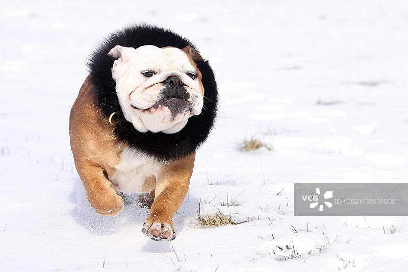 英国斗牛犬，项圈，毛领图片素材