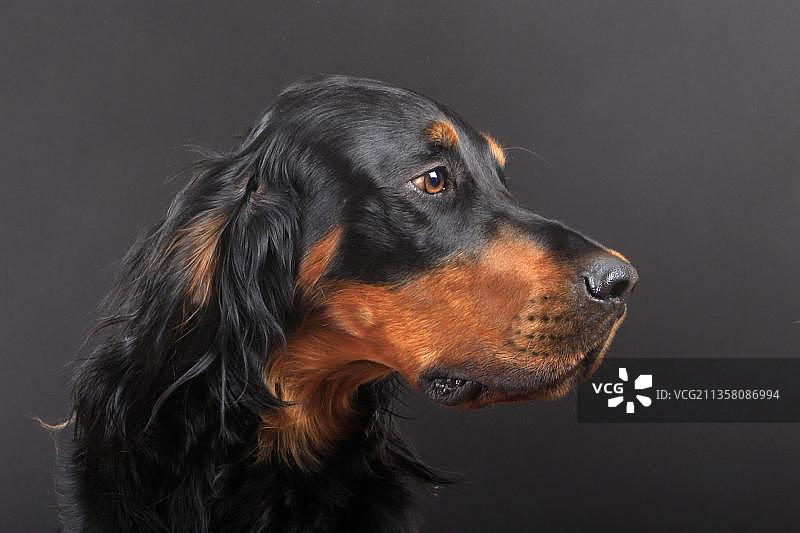 戈登雪达犬图片素材