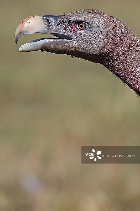 草原雕（肯尼亚马赛马拉野生动物保护区，非洲）图片素材