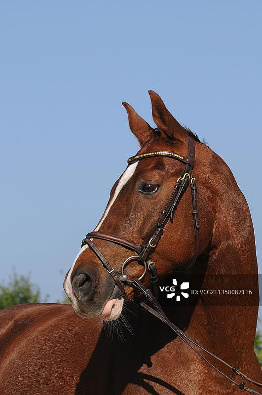 德国温血马，阉马，茨魏布吕肯马，笼头图片素材