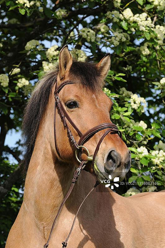 挪威峡湾马，笼头，黄色猎鹰图片素材
