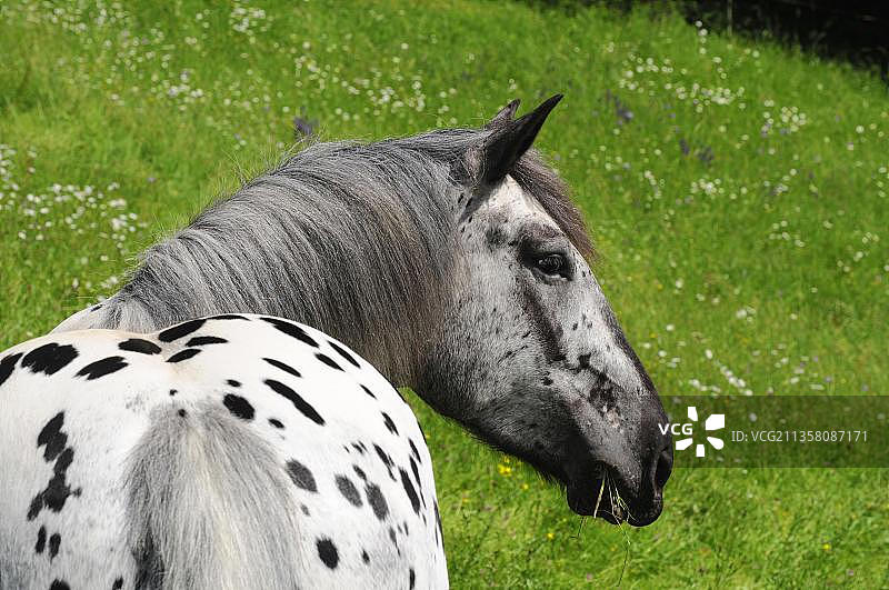 诺里克冷血马，母马，冷血马，虎斑平托马图片素材