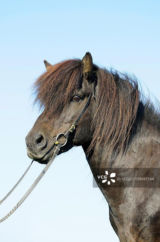 黑色冰岛种公马图片素材