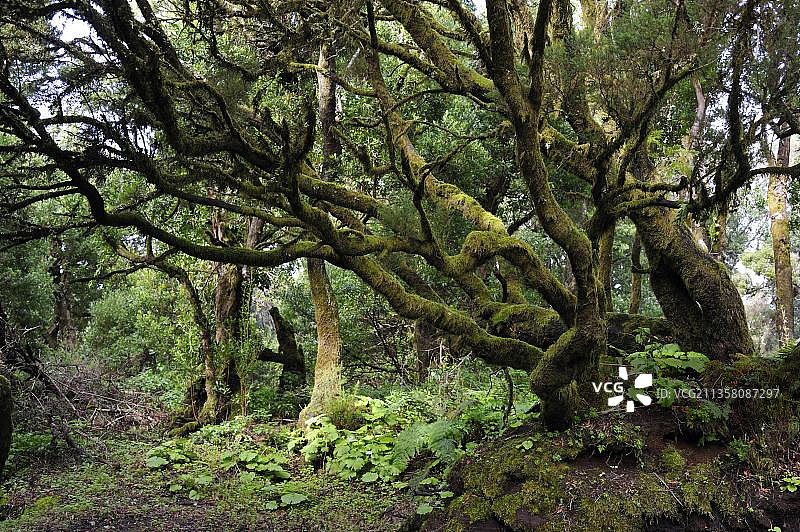 耶罗岛的月桂树森林和树丛，西班牙，欧洲图片素材