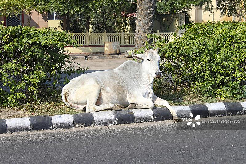 斑马牛，斋浦尔，印度圣牛，亚洲图片素材