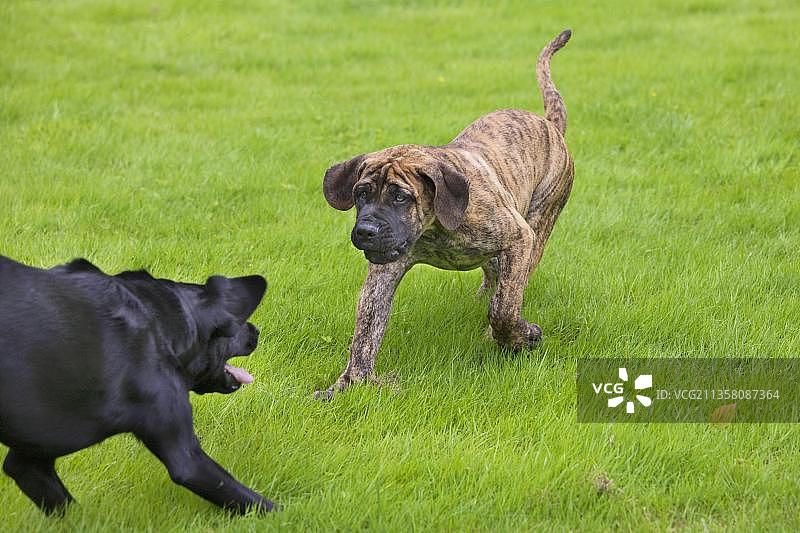 南非獒犬、幼犬和拉布拉多寻回犬图片素材