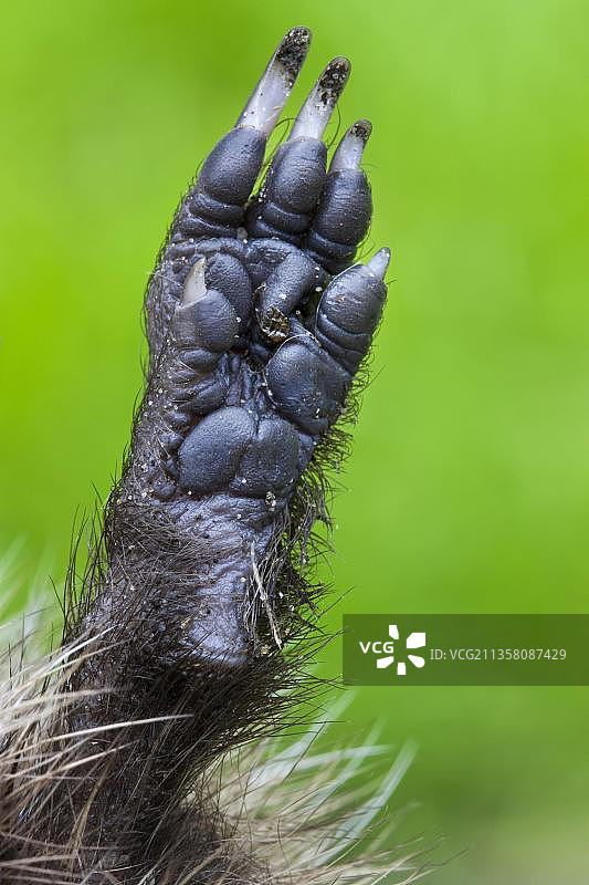 欧洲刺猬：比利时境内图片素材