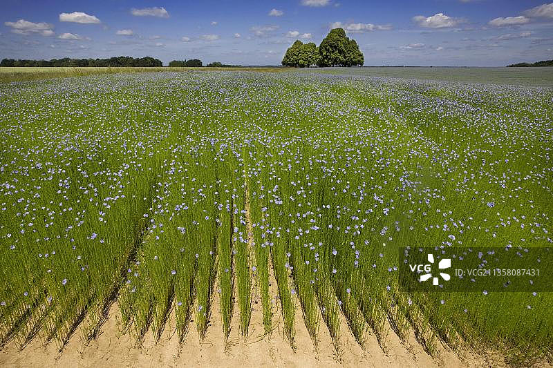 比利时欧洲亚麻田图片素材