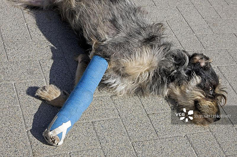 混血犬，腿部骨折受伤，缠着绷带图片素材