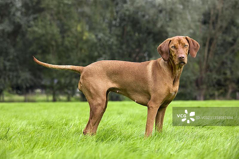 匈牙利指示犬，母犬，马扎尔维兹拉犬，侧面图片素材