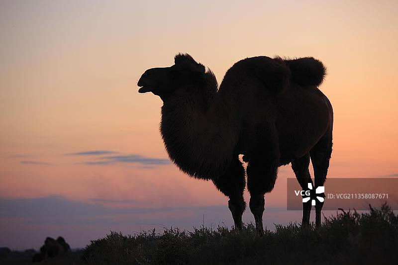 双峰骆驼，亚洲，哈萨克斯坦图片素材