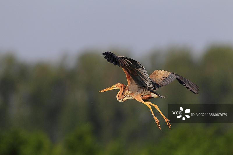 紫鹭，独立的鸟，荷兰图片素材