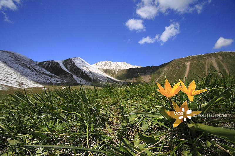 野生郁金香，天山山脉，哈萨克斯坦，亚洲图片素材