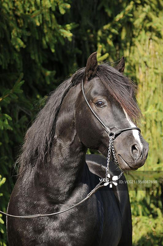 威尔士矮马，黑色种马，C节，威尔士C，联邦冠军种马图片素材