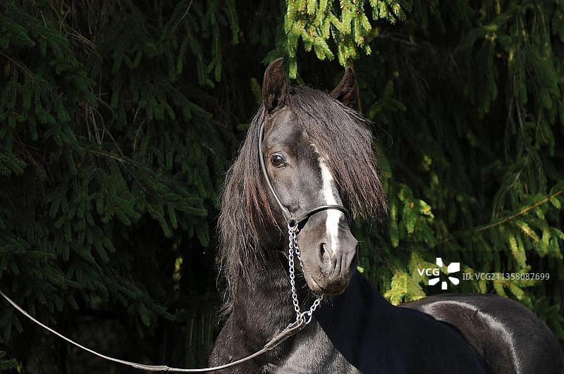 威尔士矮马，黑色种马，C节，威尔士C，联邦冠军种马图片素材