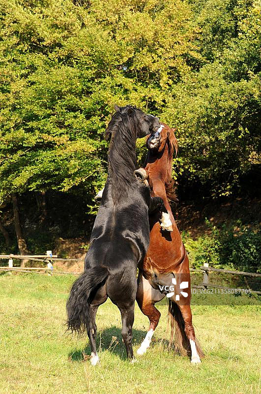 威尔士矮种马，种马，威尔士矮种马C型，威尔士矮种马D型，黑马图片素材