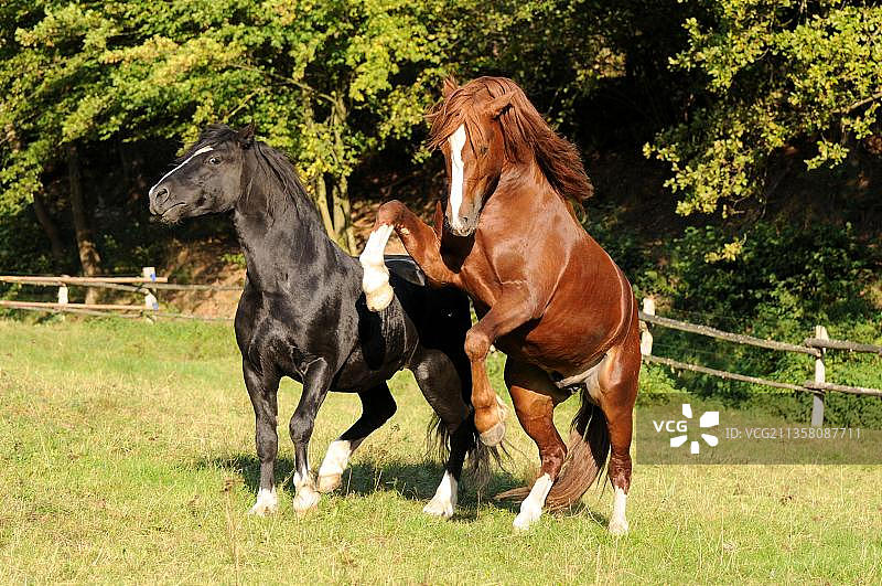 奔跑的威尔士矮种马图片素材