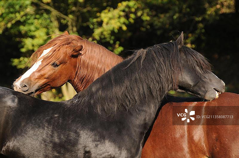 威尔士矮种马，种马，威尔士矮种马C型，威尔士矮种马D型，黑马图片素材