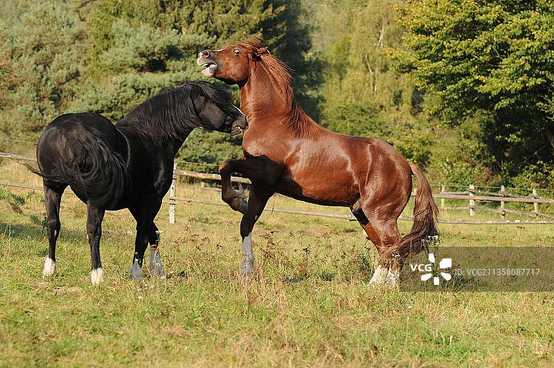 奔跑的威尔士矮种马图片素材
