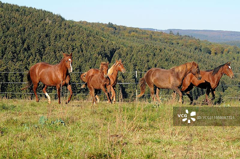 四分之一英里马、母马和小马驹图片素材