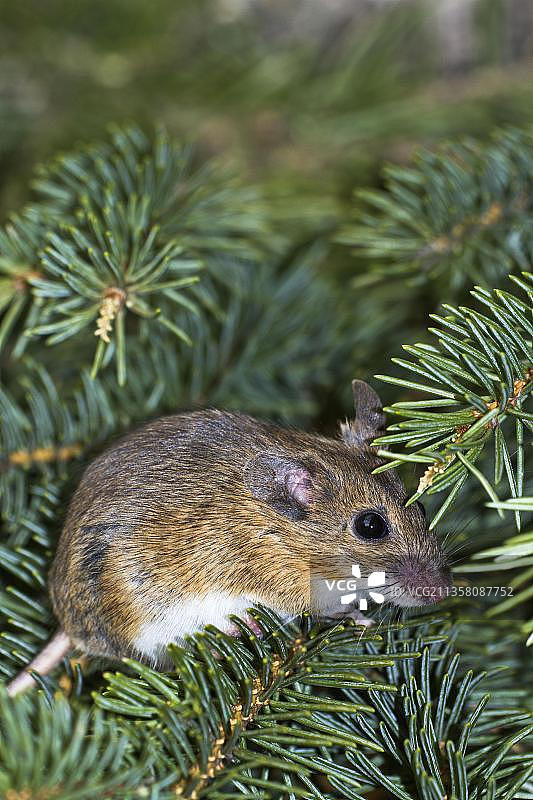 黄颈鼠，下萨克森州，德国，欧洲图片素材