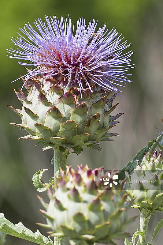 朝鲜蓟图片素材