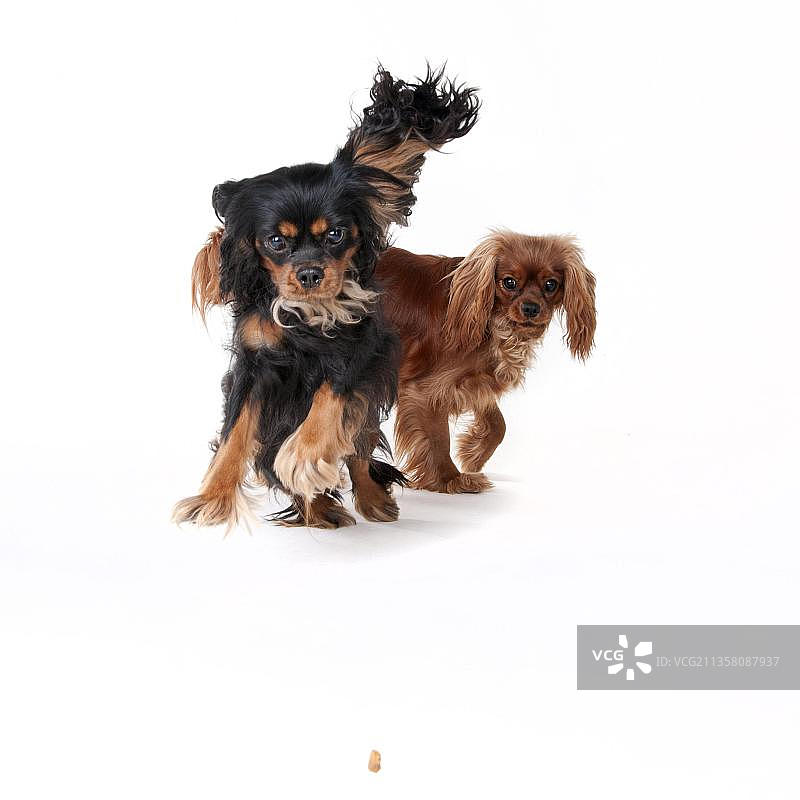 查理士王小猎犬，红宝石色和黑色浅棕色图片素材