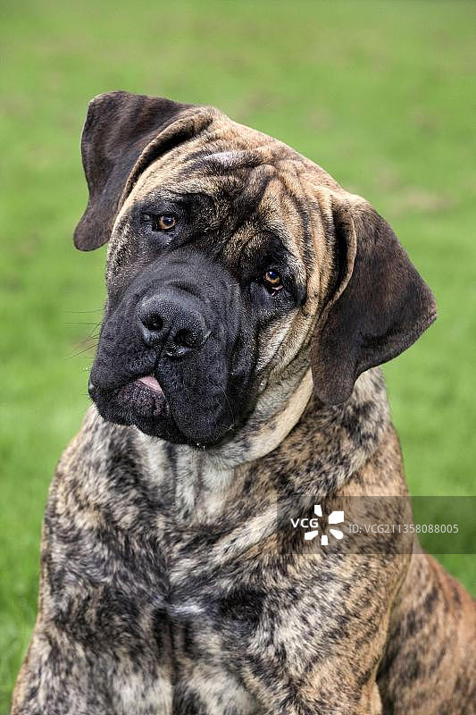 南非獒犬，公犬，虎斑色图片素材