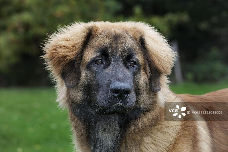 里昂贝格犬图片素材