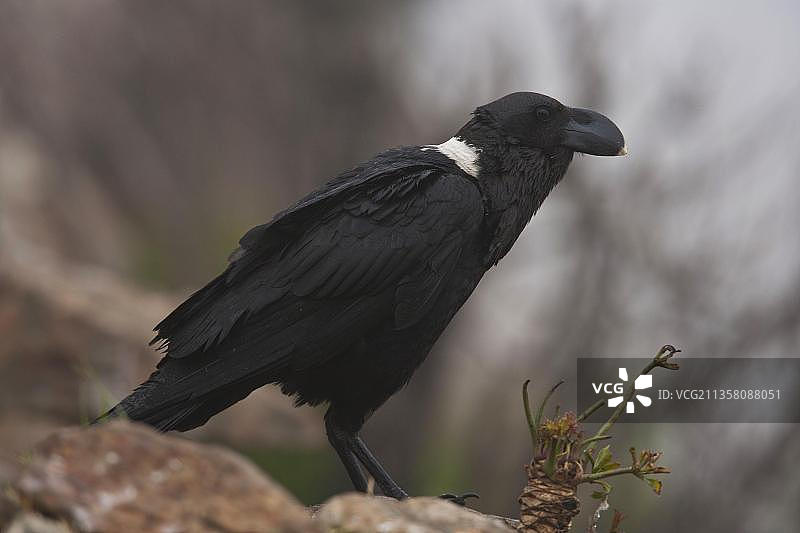 非洲白颈渡鸦，南非夸祖鲁-纳塔尔省图片素材