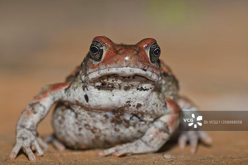 红蟾蜍，Hidden Valley，南非夸祖鲁-纳塔尔省 (Schismaderma carens)图片素材