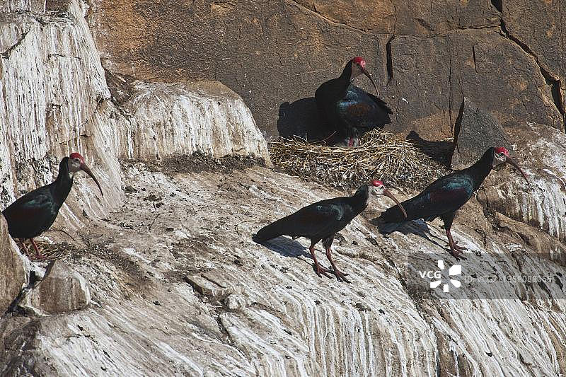 南部秃ibat繁殖地，位于南非夸祖鲁-纳塔尔省穆伊河瀑布附近图片素材