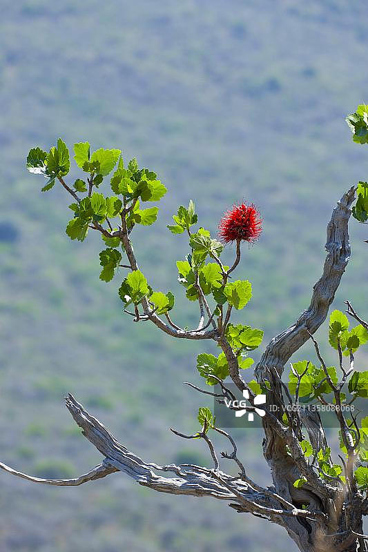 非洲南非夸祖鲁-纳塔尔隐谷的纳塔尔瓶刷树图片素材