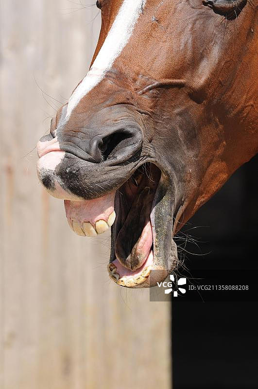 家马的鼻孔图片素材