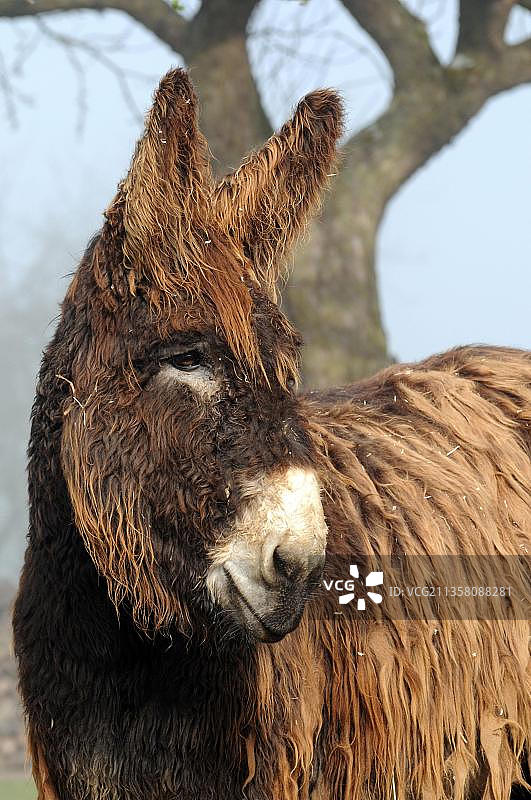 普瓦图驴，大驴，巨型驴，家驴，蓬乱的毛图片素材