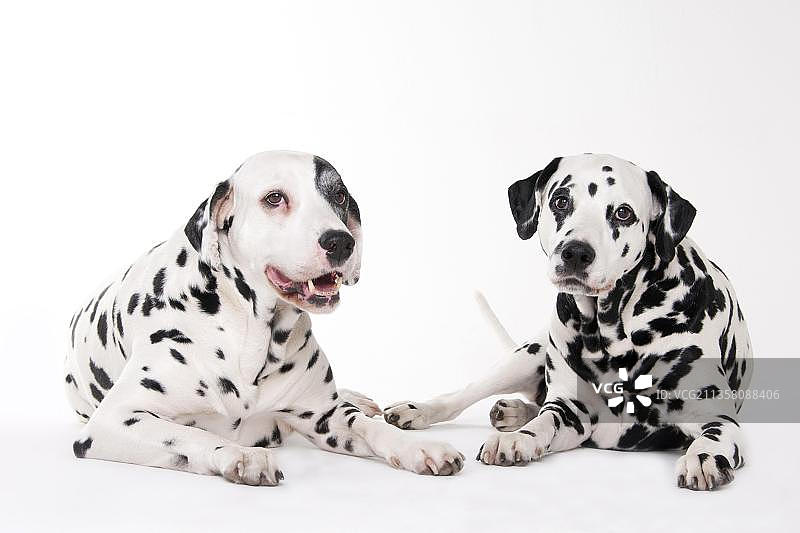 8岁和11岁的雄性斑点狗图片素材