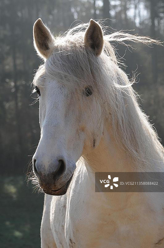 卢西塔诺灰色种马图片素材