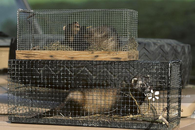 陷阱中的欧洲艾鼬（Mustela putorious）图片素材