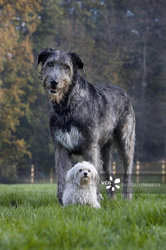 爱尔兰猎狼犬和马尔济斯犬图片素材