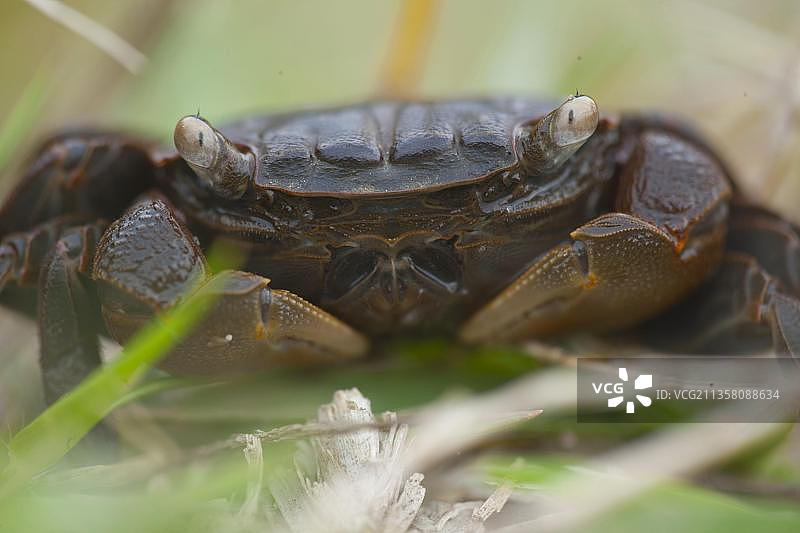 陆蟹，圣卢西亚，印度洋，南非图片素材