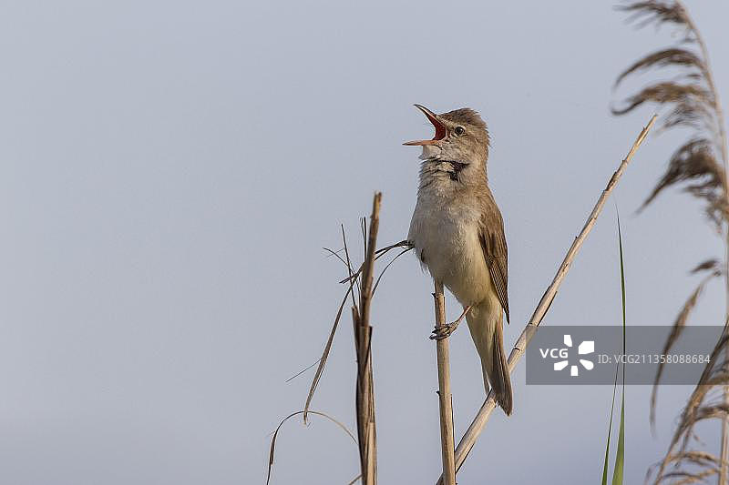 大苇莺，欧洲希腊图片素材