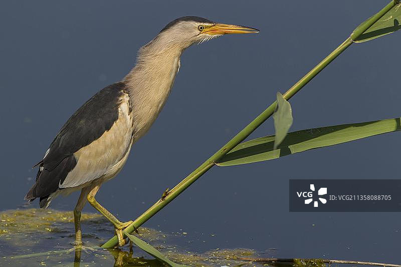 雄性小麻鳽，摄于希腊凯尔基尼湖，欧洲图片素材