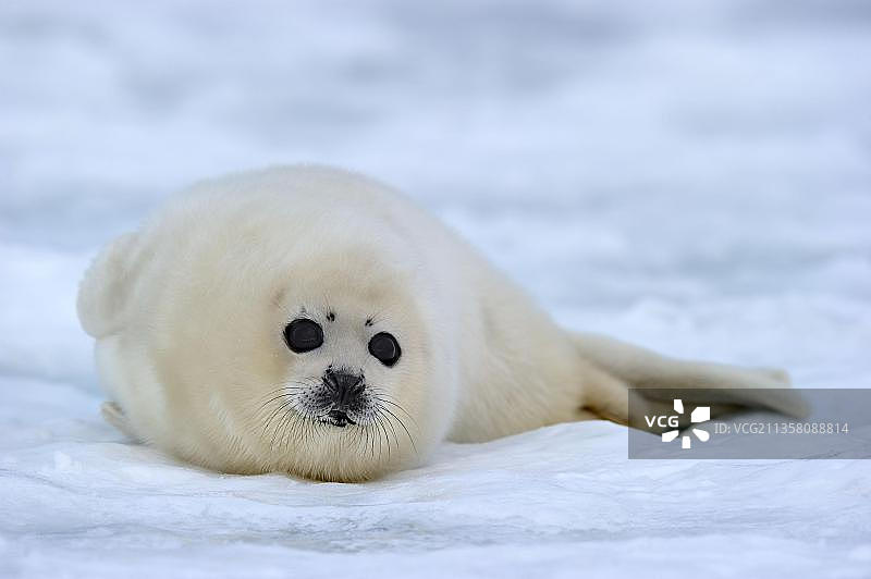 格陵兰海豹幼崽，加拿大魁北克省马格达伦群岛圣劳伦斯湾图片素材