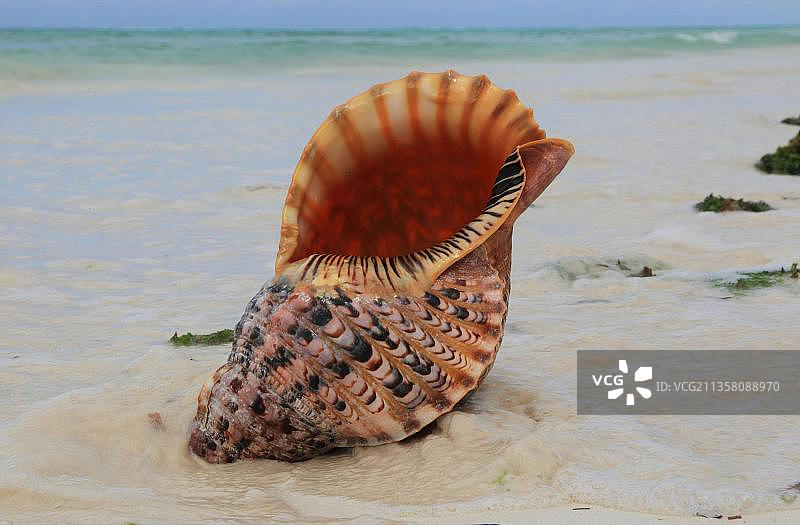 非洲坦桑尼亚桑给巴尔大法螺图片素材