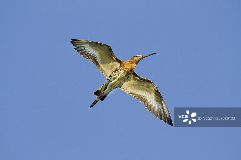 黑尾塍鹬图片素材