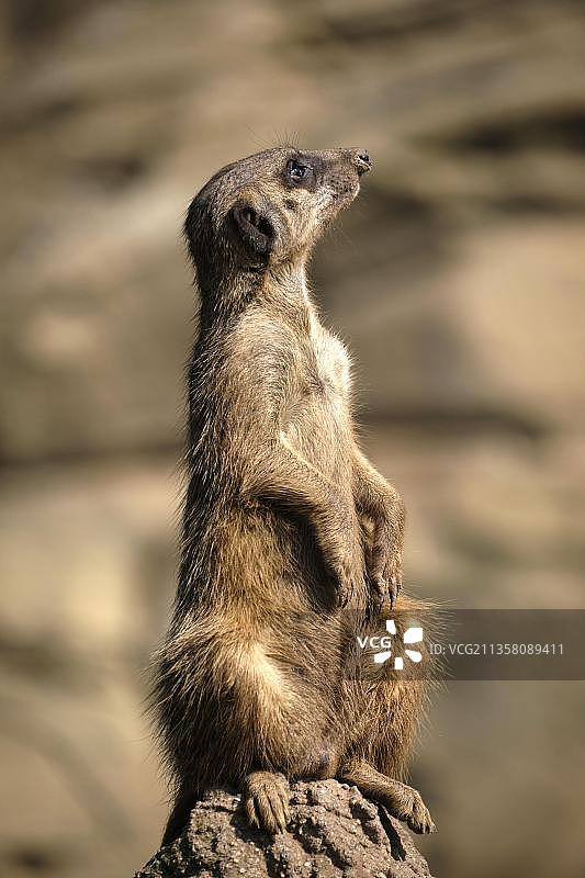 站立的成年猫鼬图片素材
