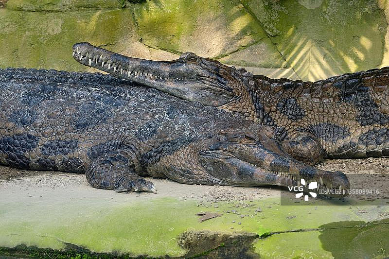 圈养的马来长吻鳄，德国图片素材