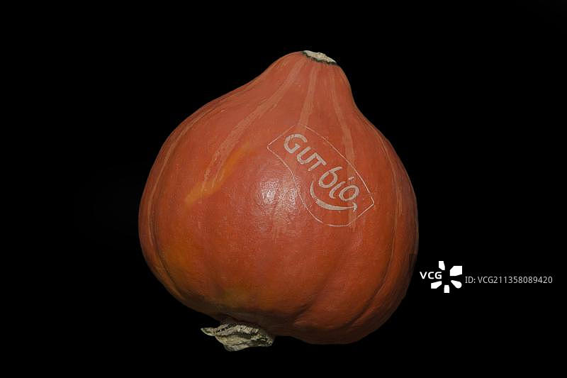 北海道南瓜，有机，黑色背景上的工作室拍摄图片素材