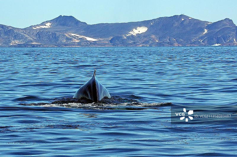 座头鲸潜水，塔西拉克，阿马萨利克，格陵兰岛东部，丹麦，北美洲图片素材